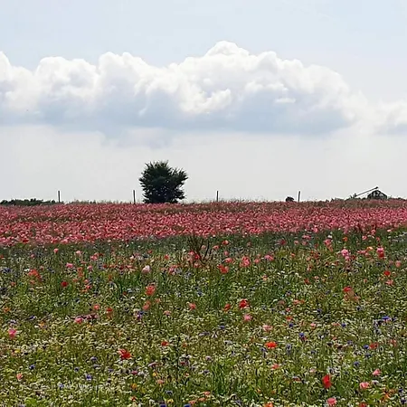 4 Person In Hejls-by Traum *